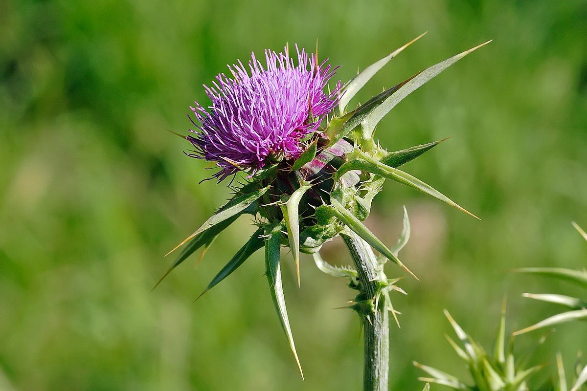 20-facts-about-milk-thistle-nutrition