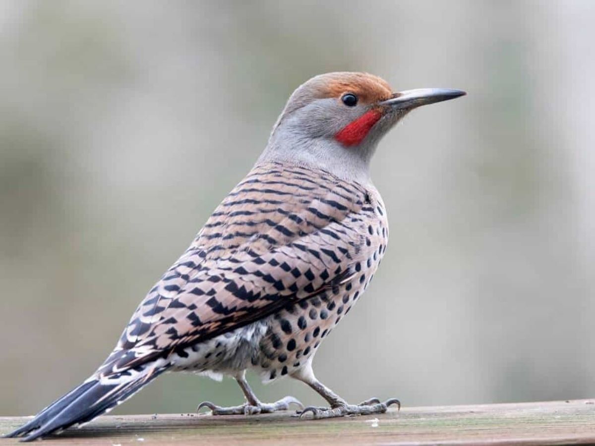 20-facts-about-northern-flicker
