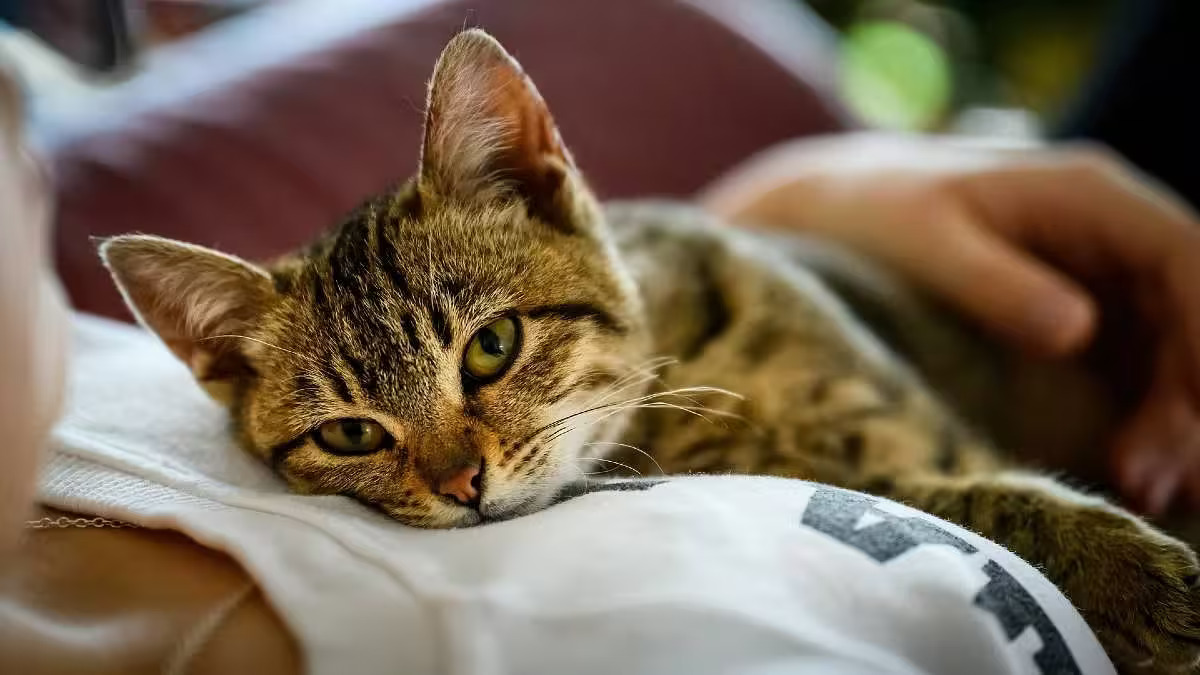 20-facts-about-owning-a-cat