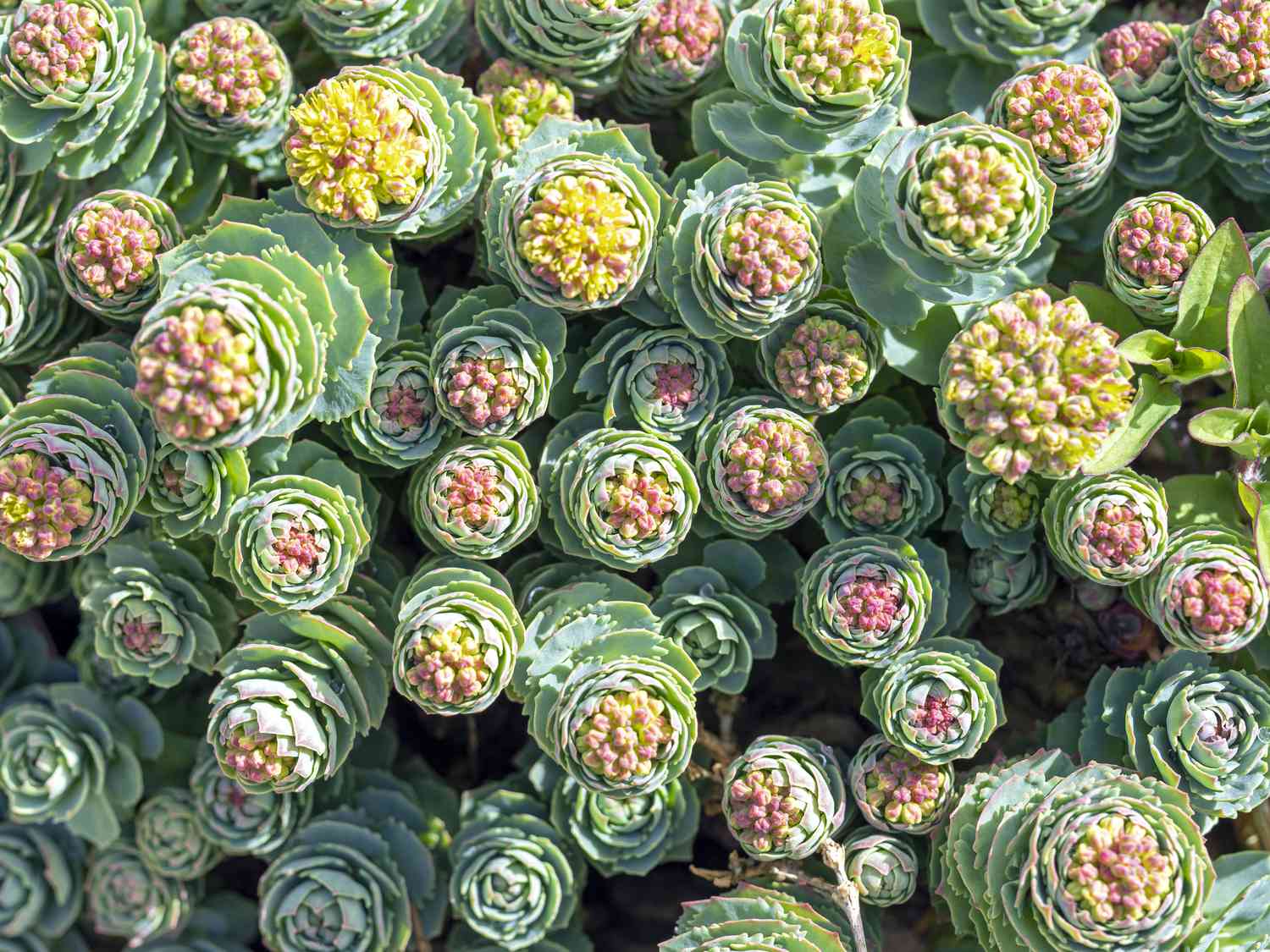 20-facts-about-rhodiola-rosea