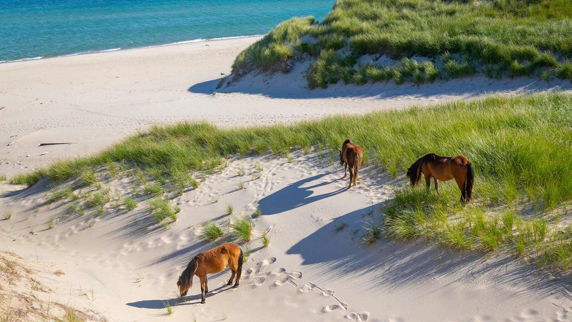20-facts-about-sable-island