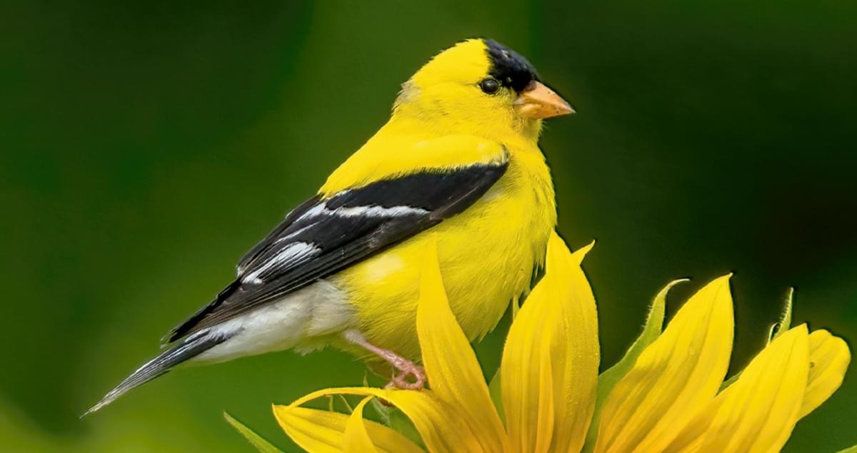 20-facts-about-yellow-finch