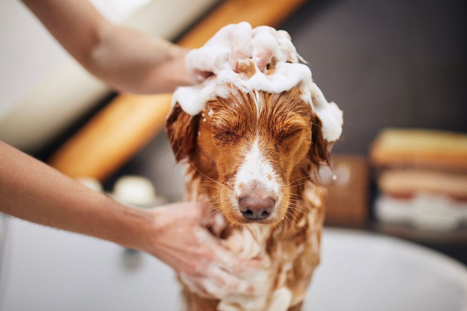 21-facts-about-dog-bath-brushes