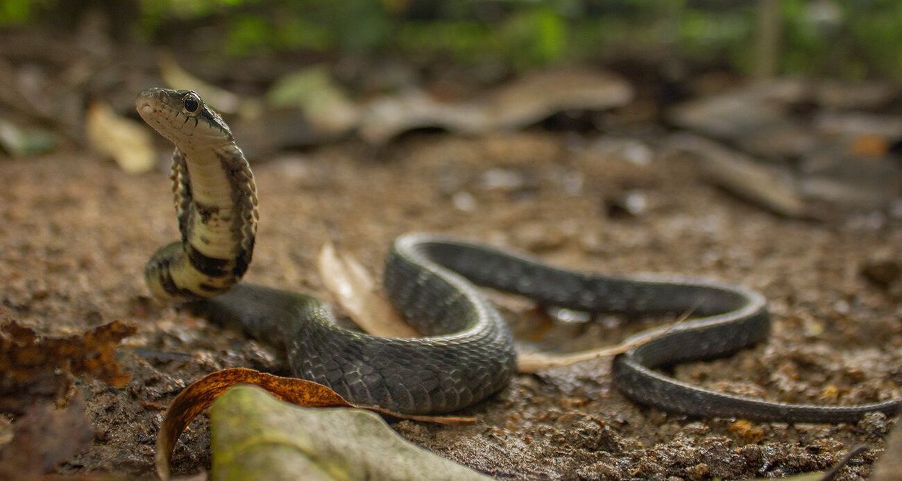 22-facts-about-big-eyed-mountain-keelback
