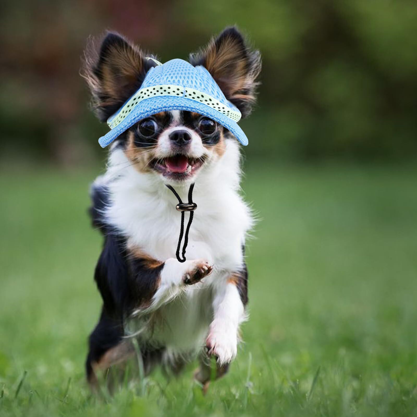 22-facts-about-dog-hats