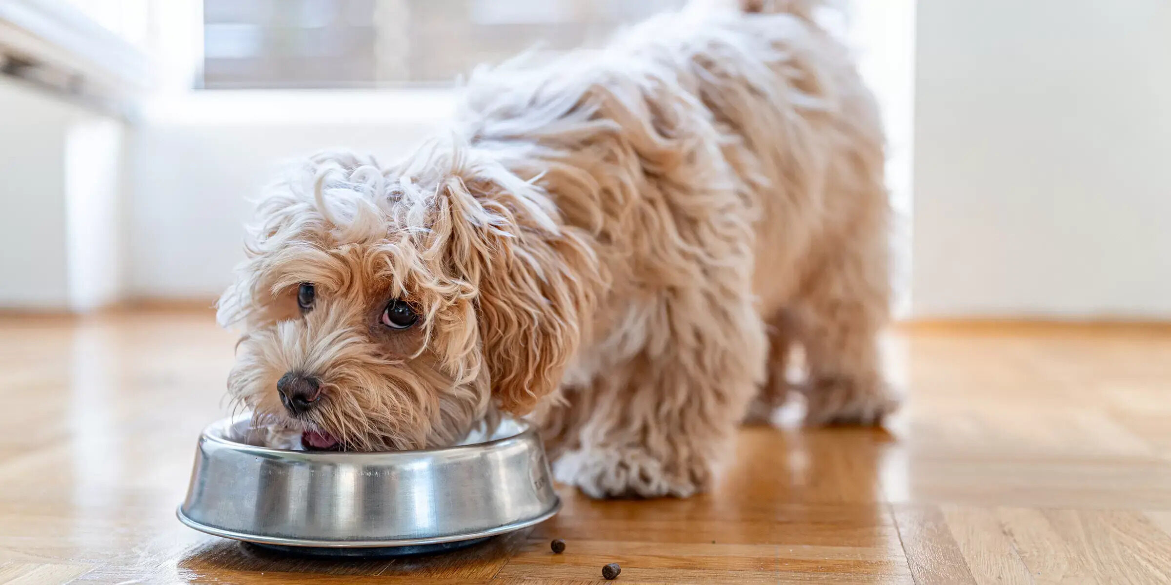22-facts-about-dog-supplements
