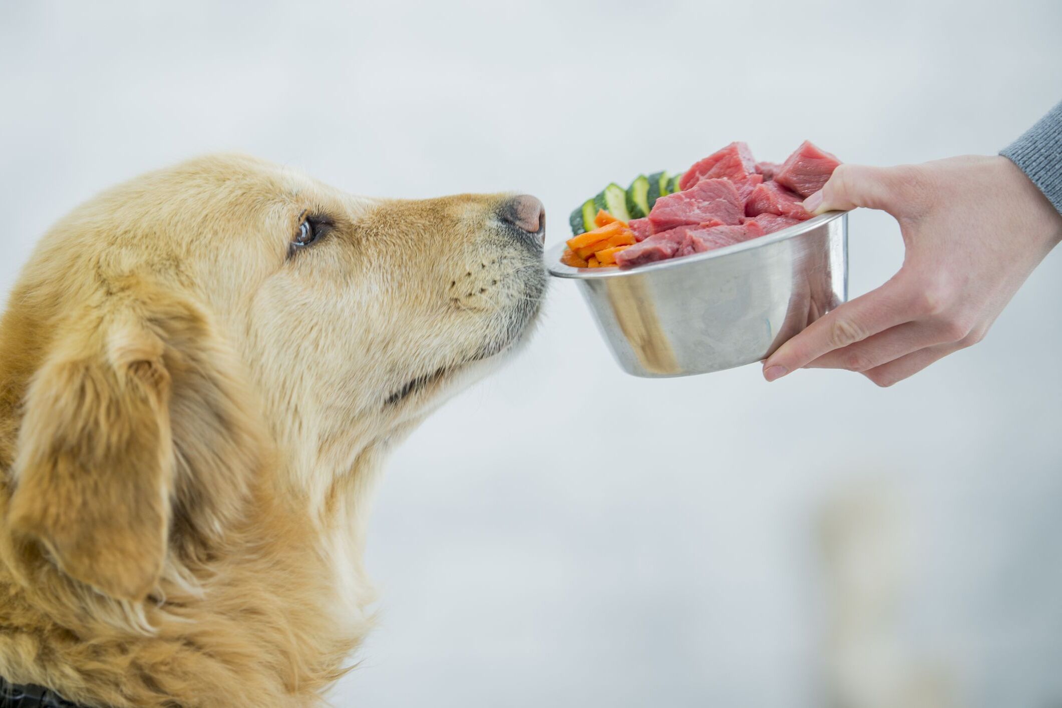 22-facts-about-just-food-for-dogs