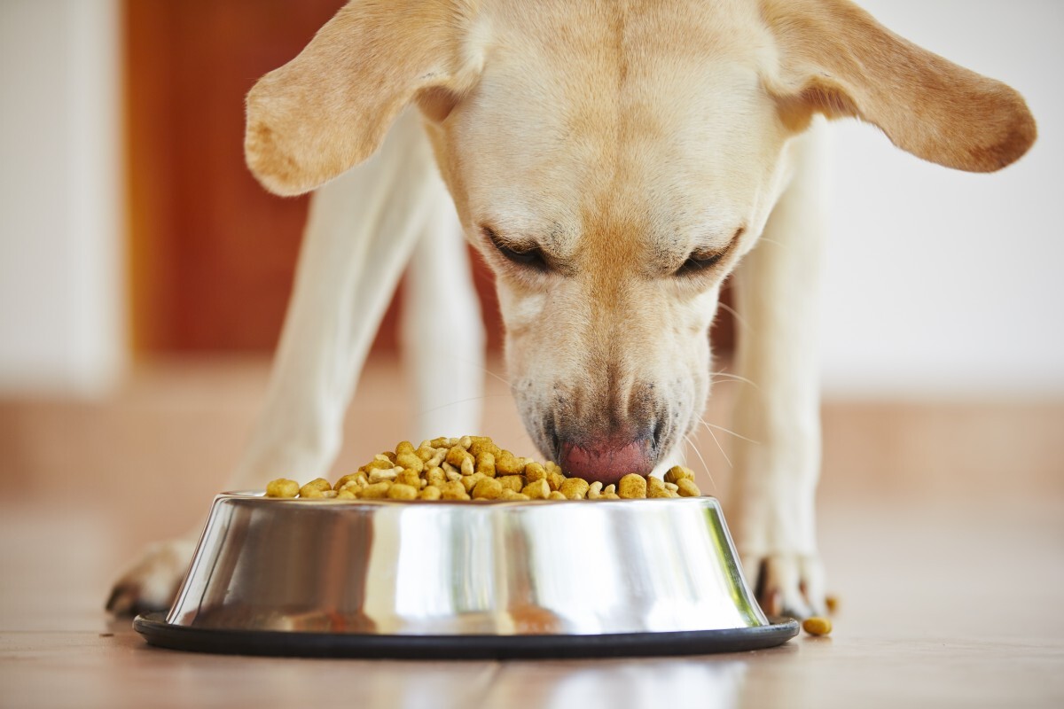 22-facts-about-lyka-pet-food
