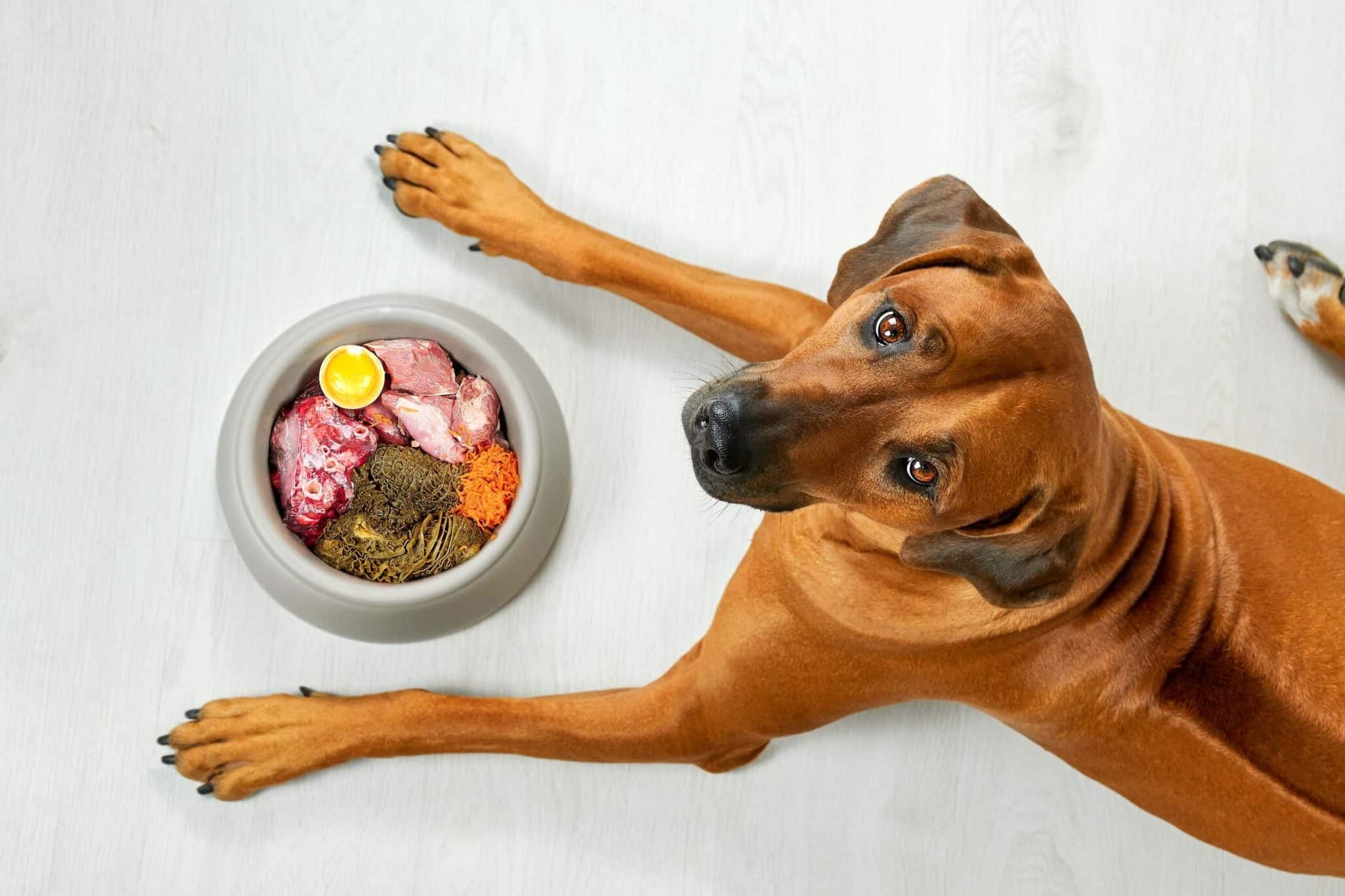 22-facts-about-pure-pet-food