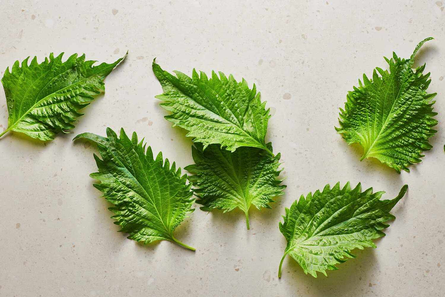 22-facts-about-shiso-leaf