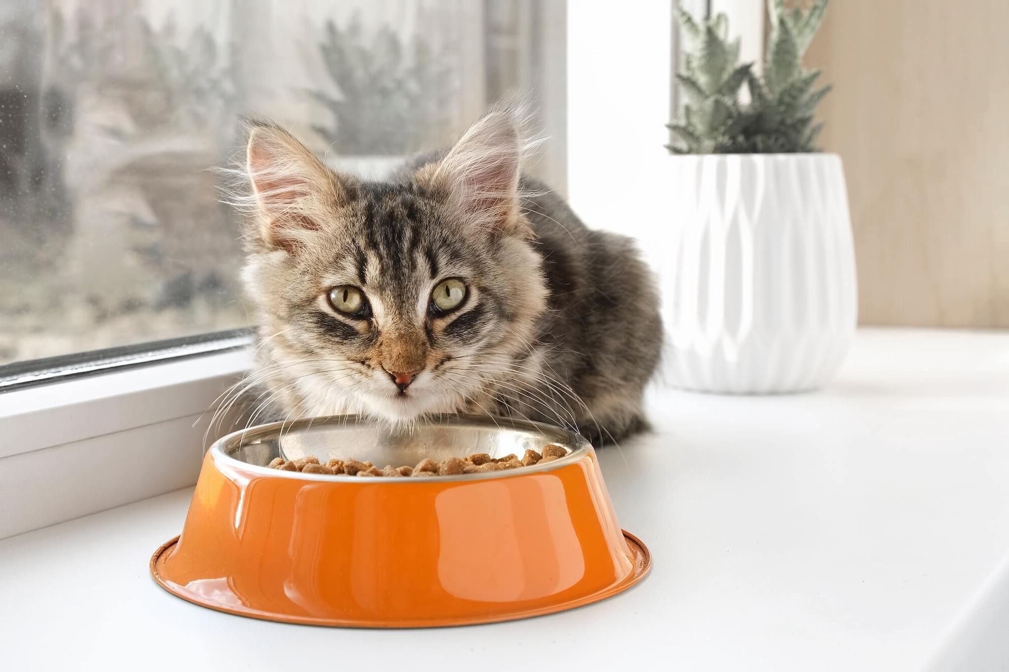 22-facts-about-smalls-cat-food