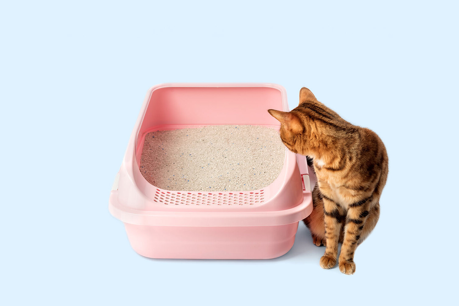 22-facts-about-tofu-cat-litter