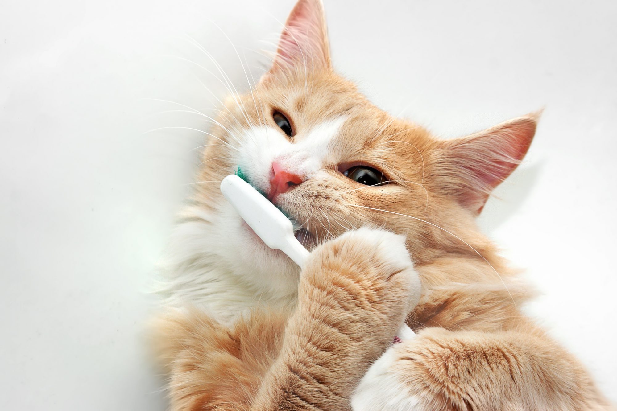 23-facts-about-cat-toothpaste