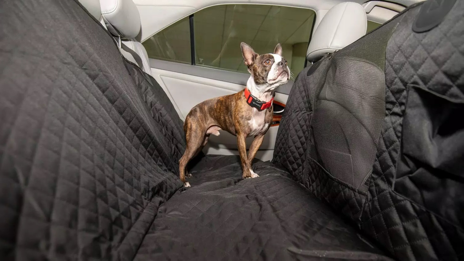 23-facts-about-dog-car-seat-covers