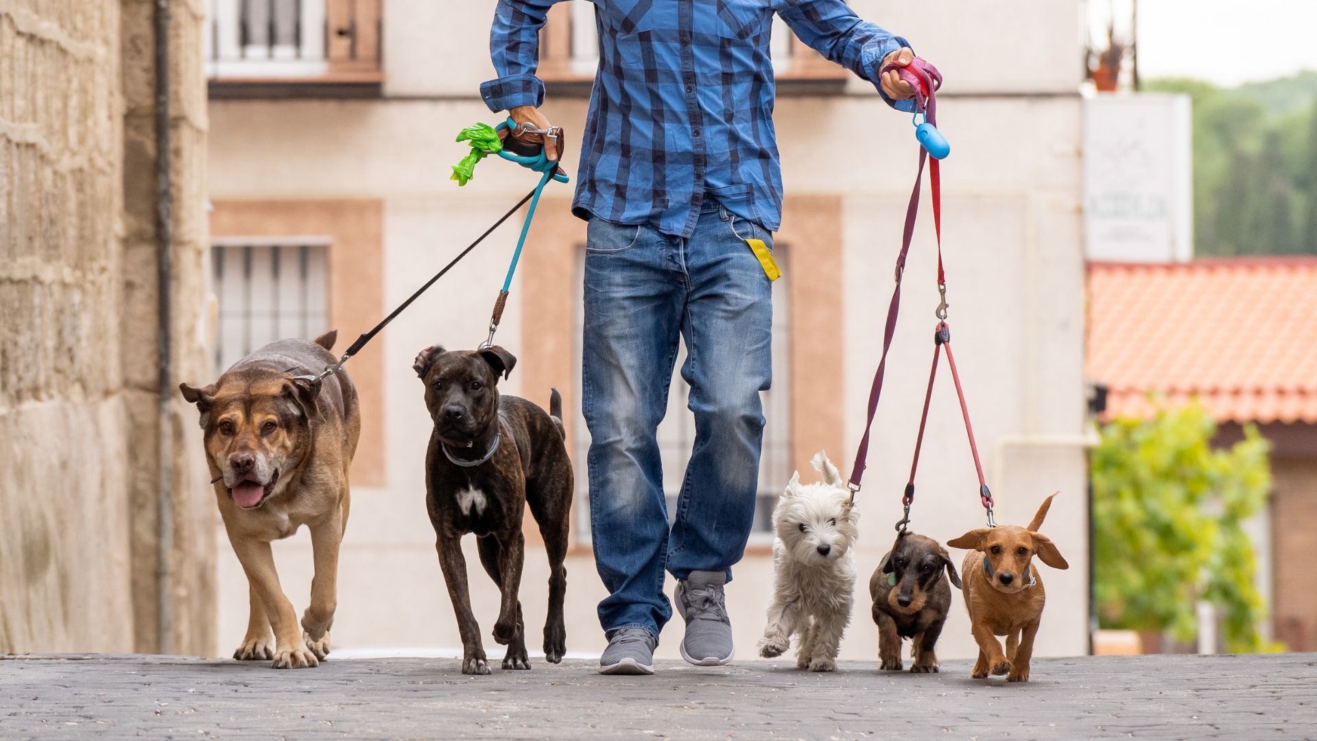 23-facts-about-hands-free-dog-leashes