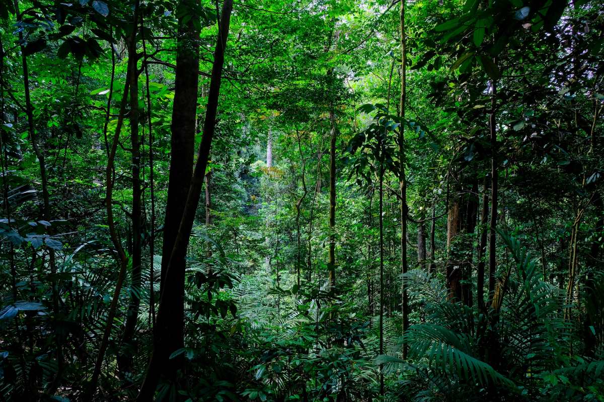 23-facts-about-native-forests
