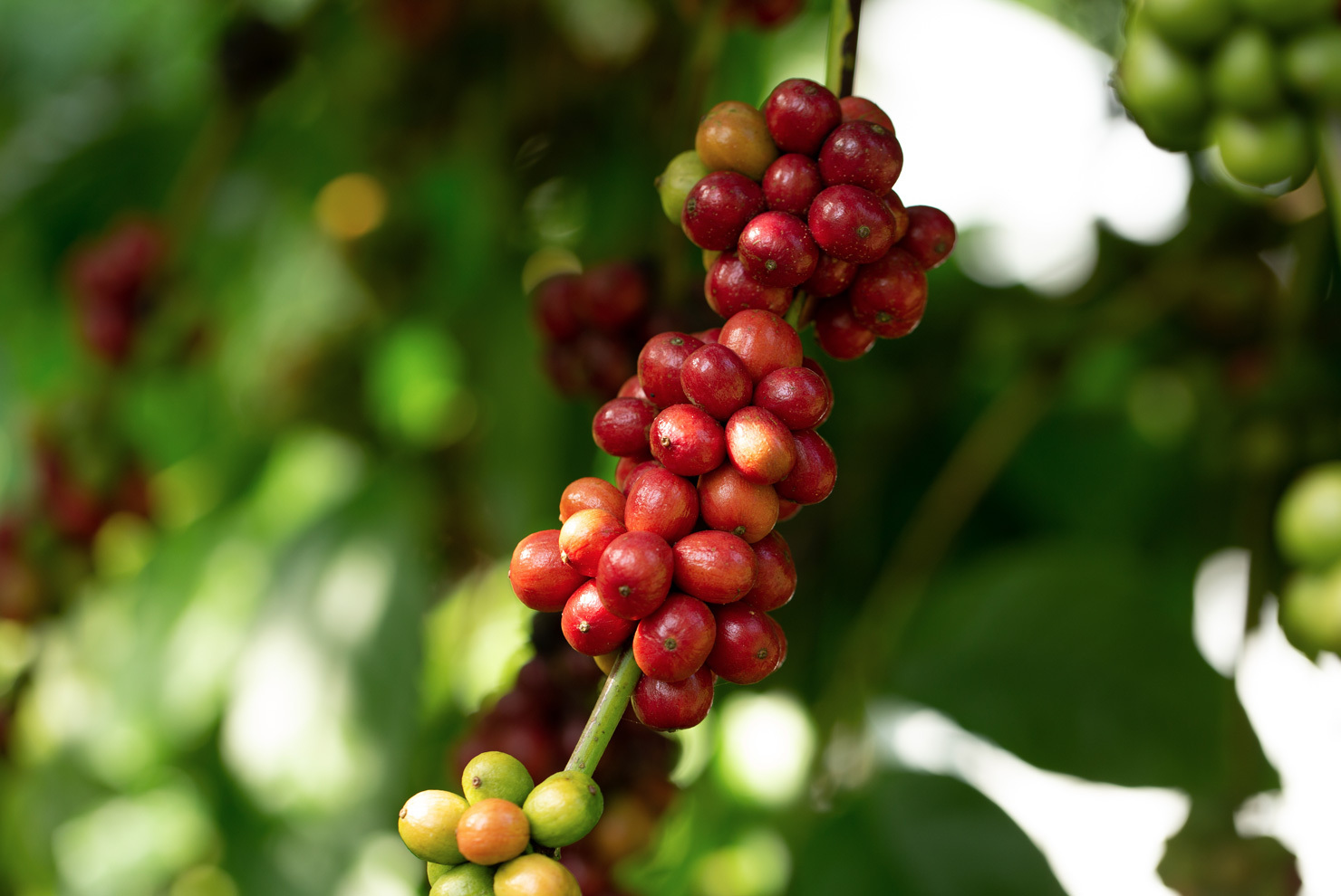 23-facts-about-robusta-coffee