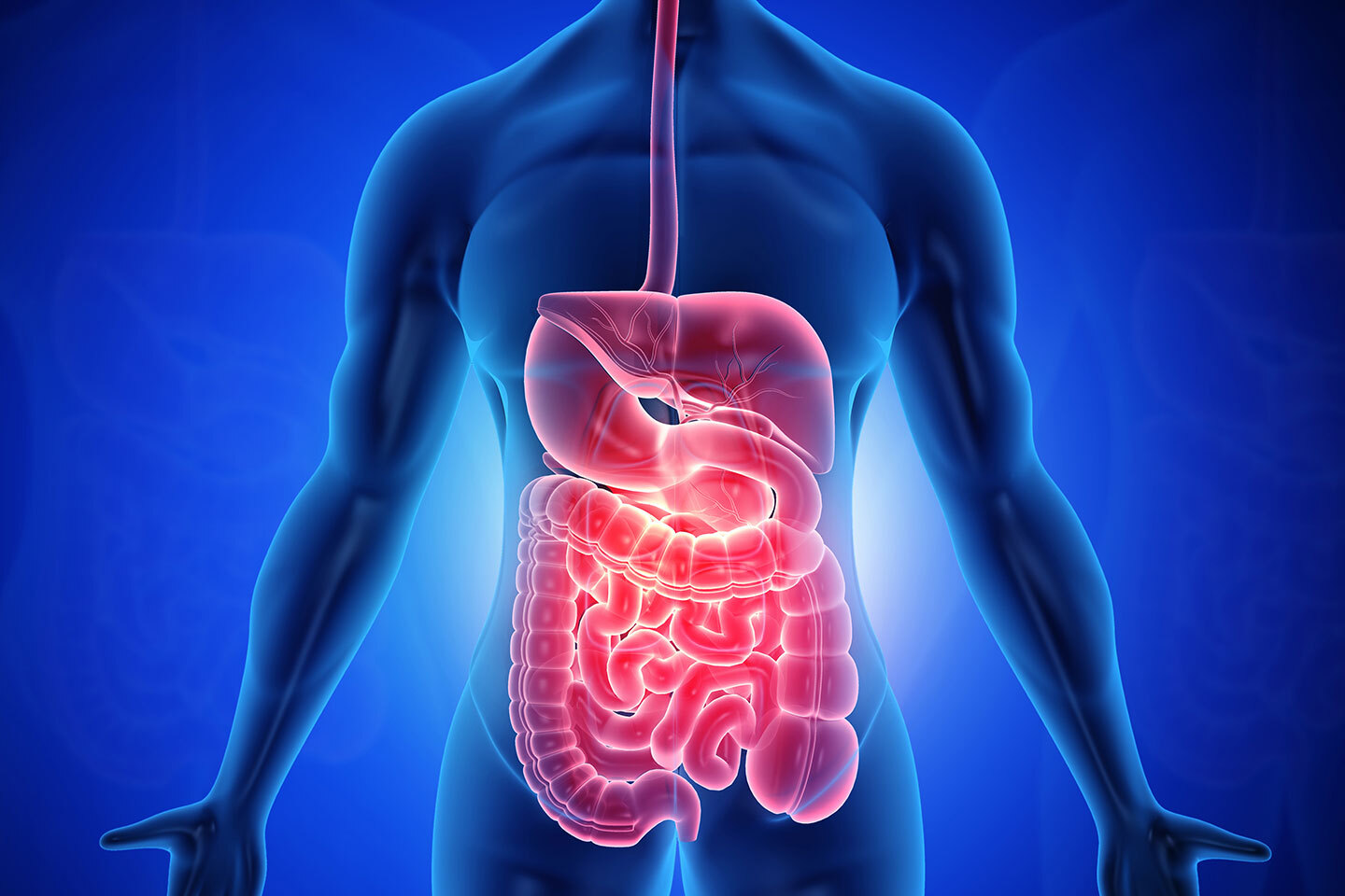 25-facts-about-the-gastrointestinal-tract