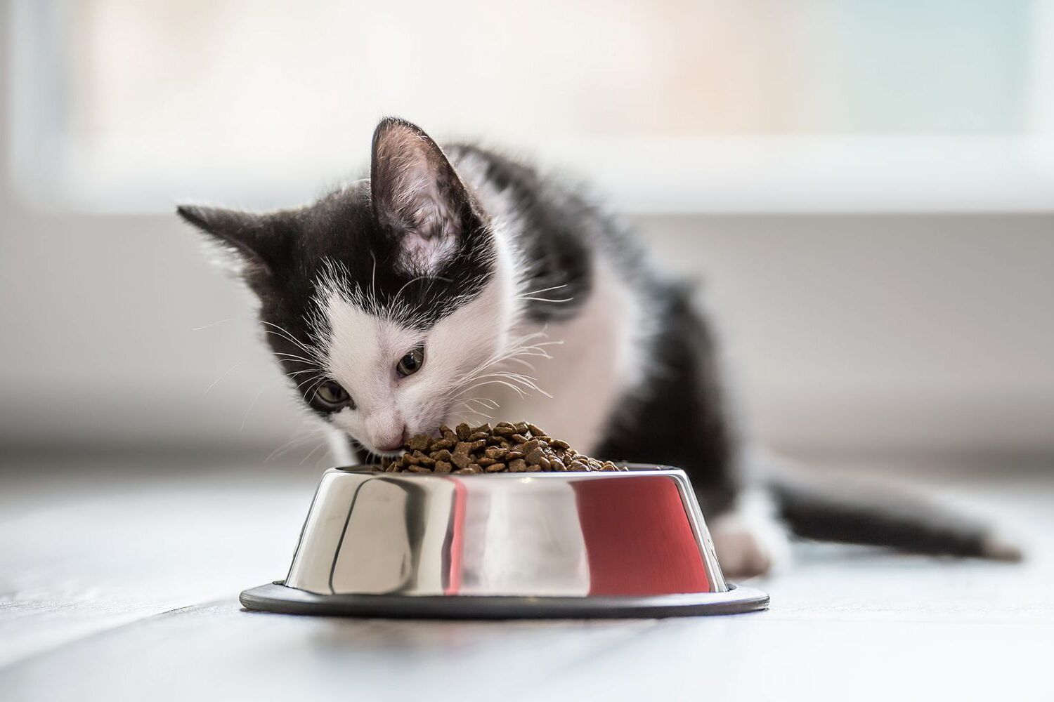 27-facts-about-smalls-cat-food
