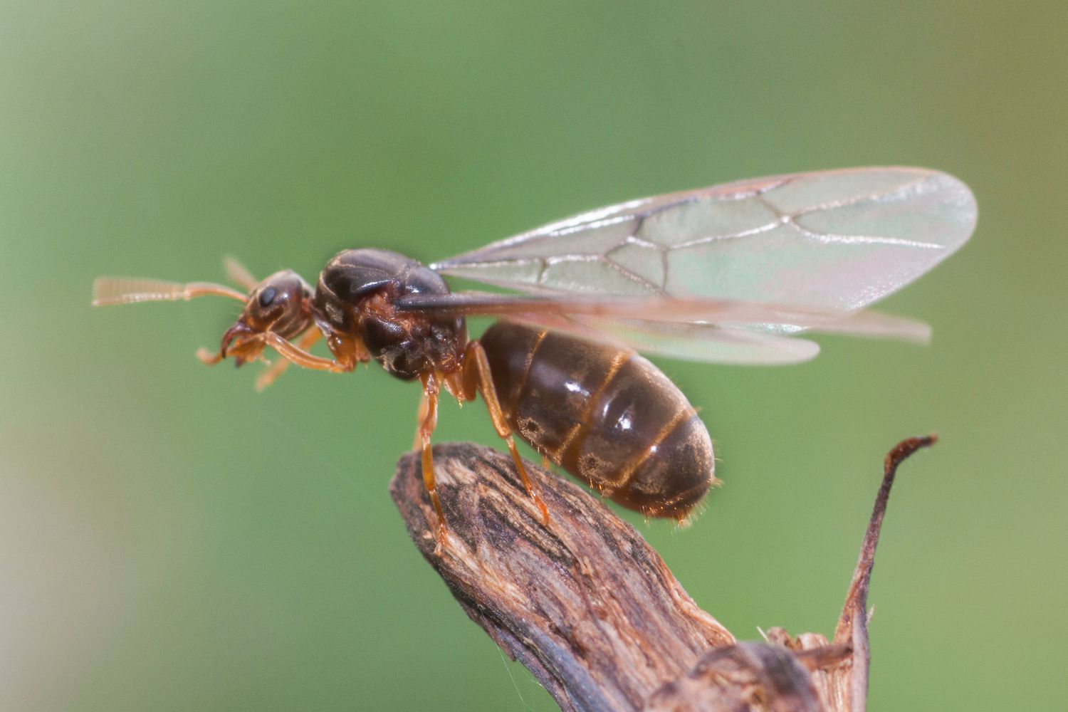 28-facts-about-flying-ants