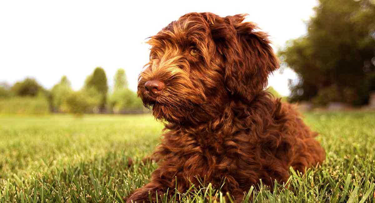 30-facts-about-labradoodles