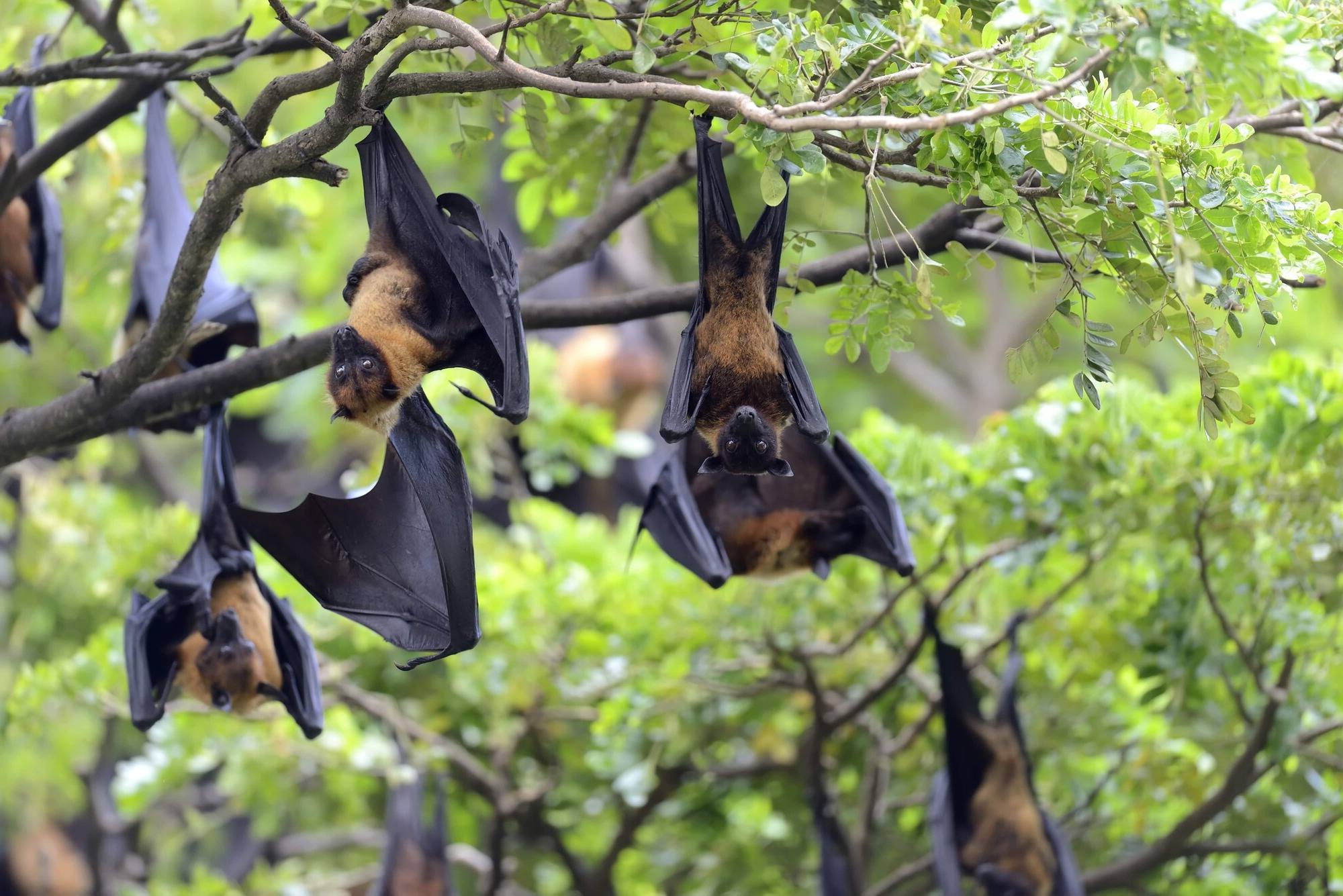 30-facts-about-nipah-virus