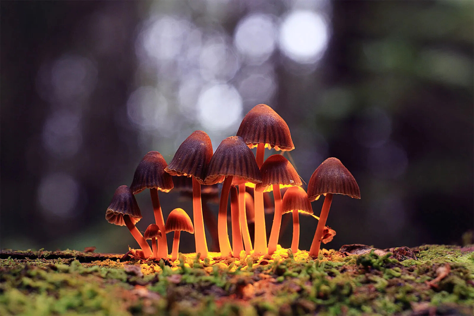 30-facts-about-psilocybin-testing