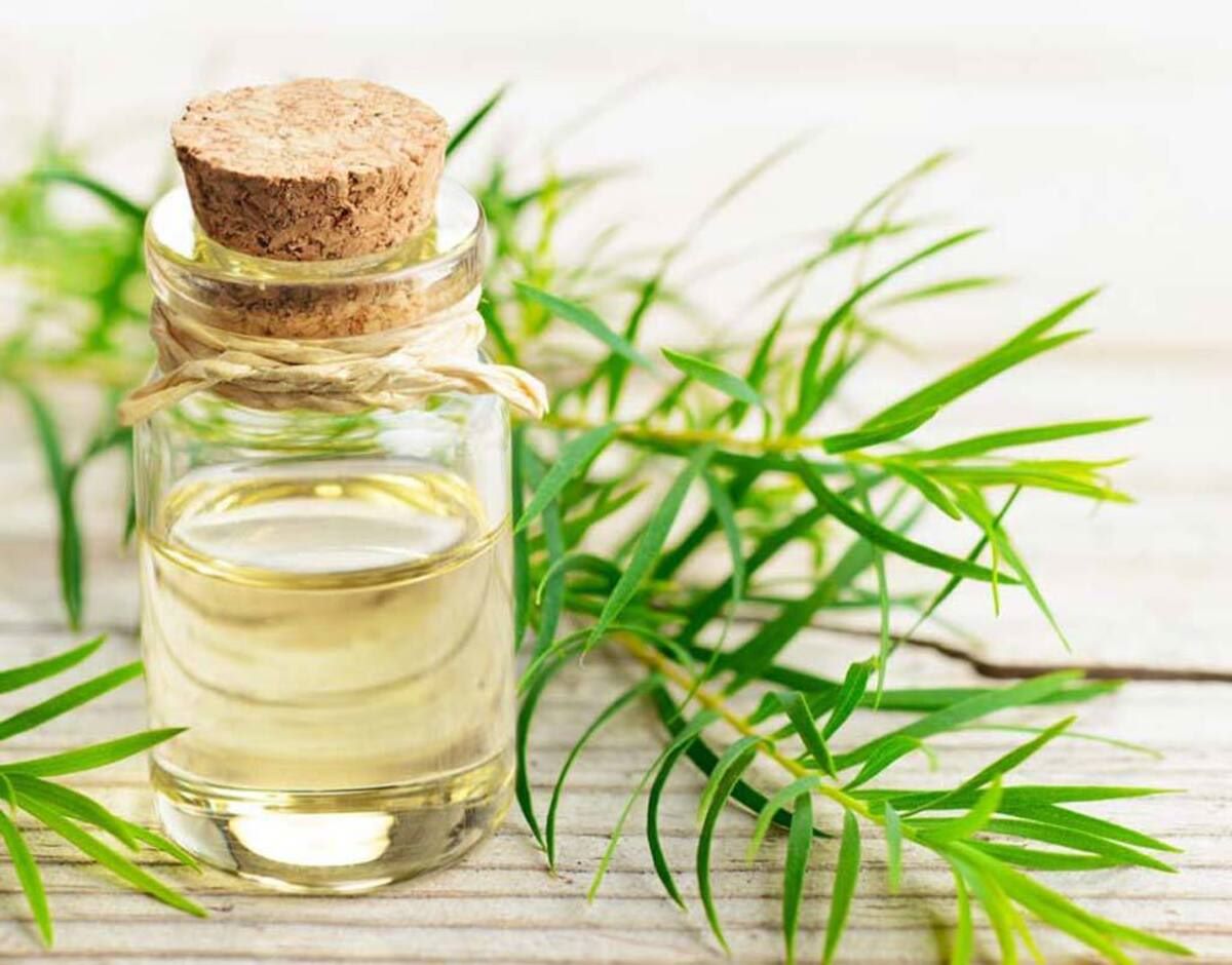 49-facts-about-tea-tree-oil