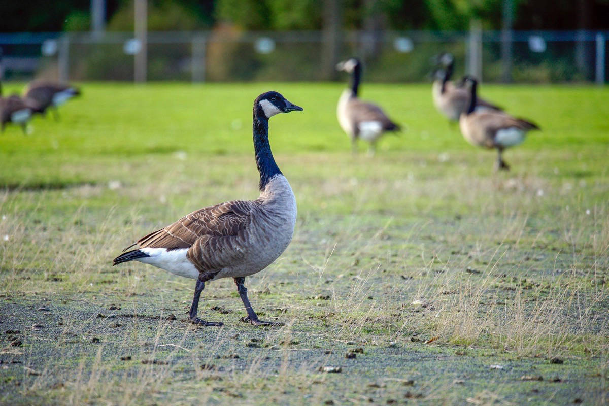 50-facts-about-canada-goose