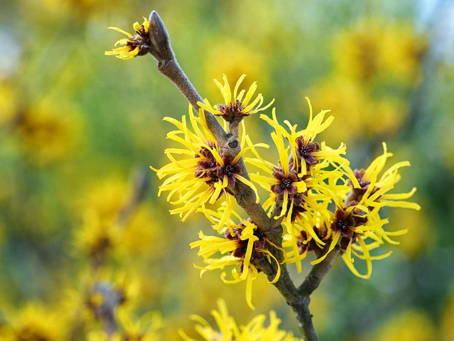 50-facts-about-witch-hazel