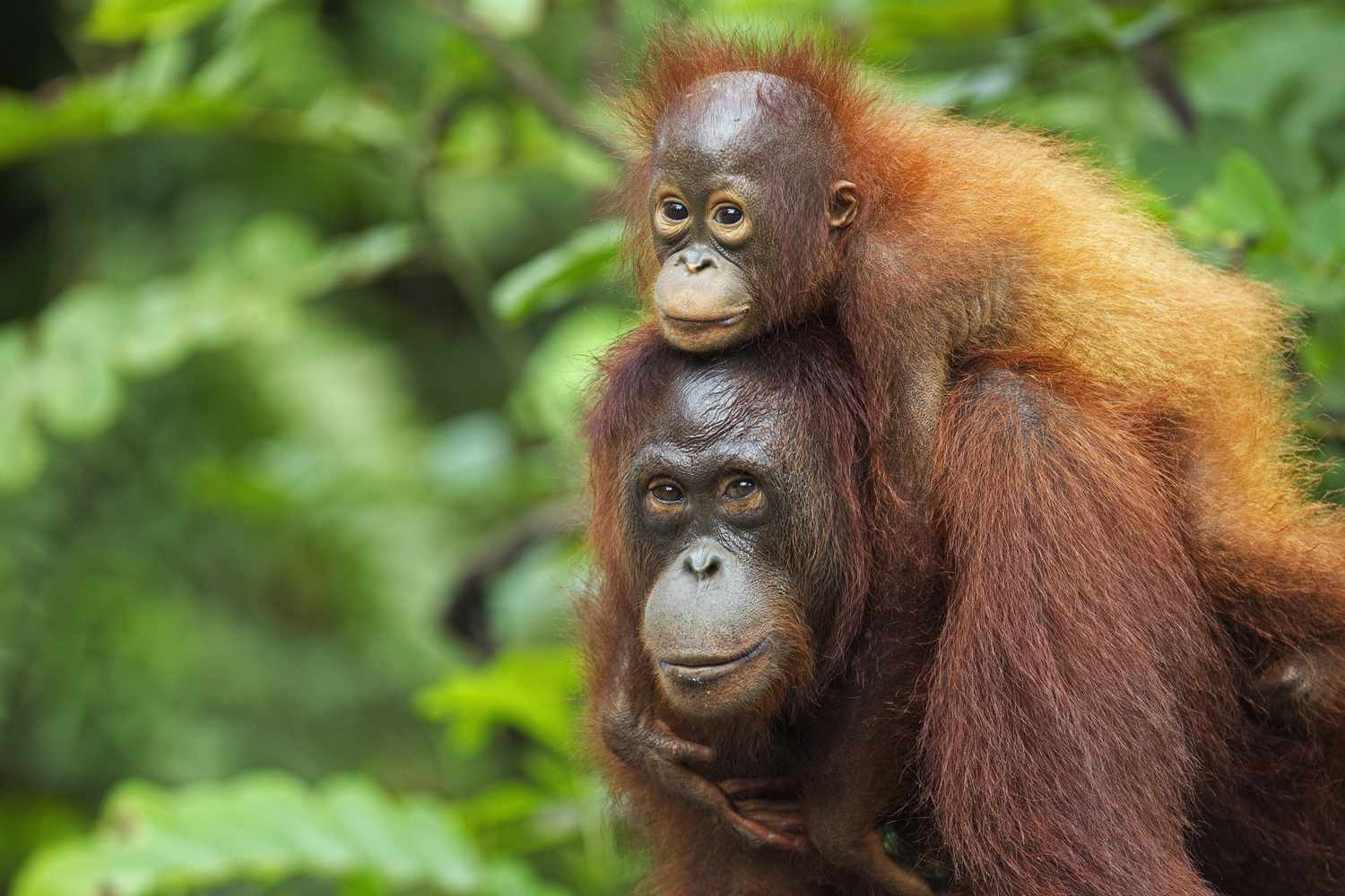 13-facts-about-bornean-orangutan