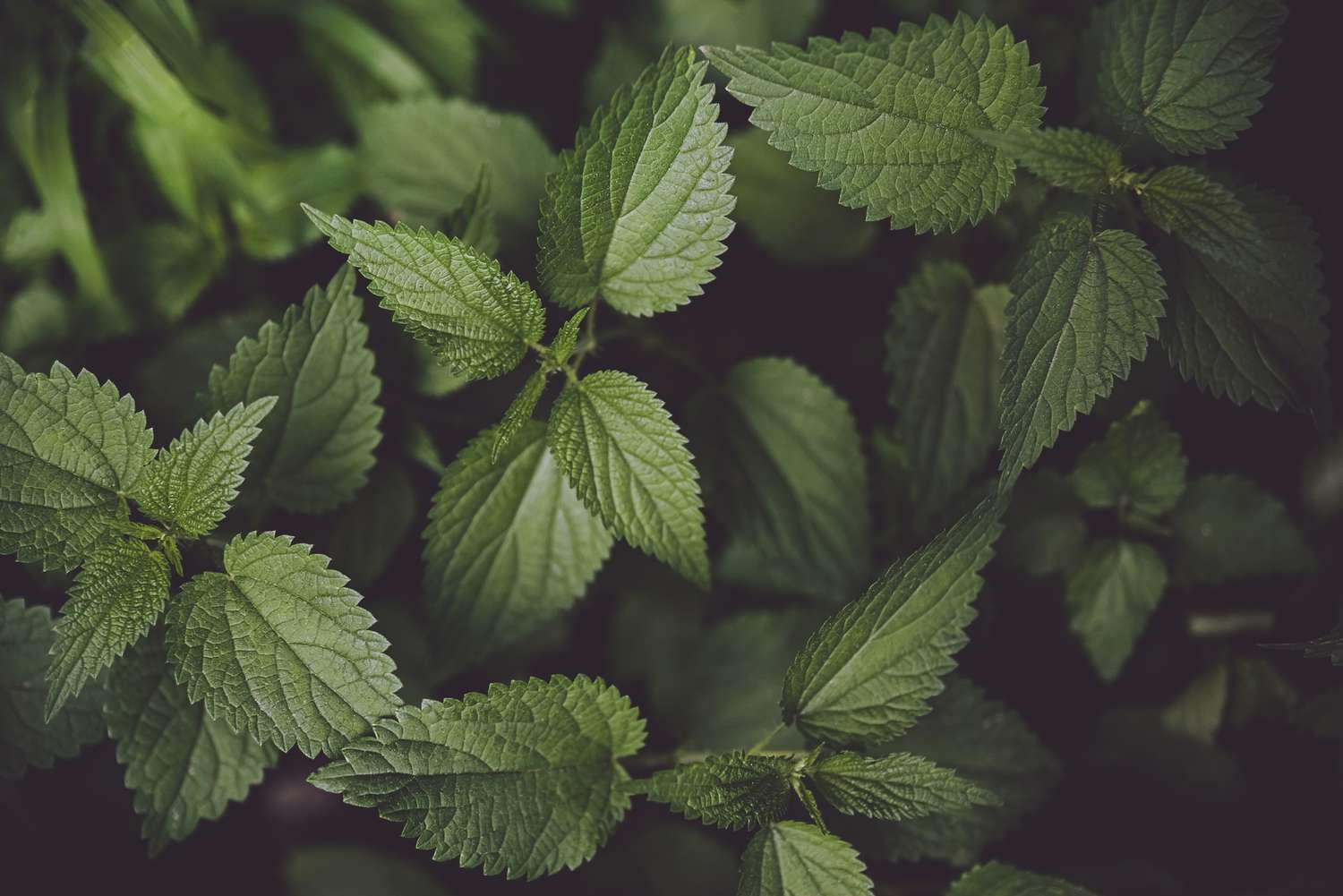 13-facts-about-nettle-nutrition