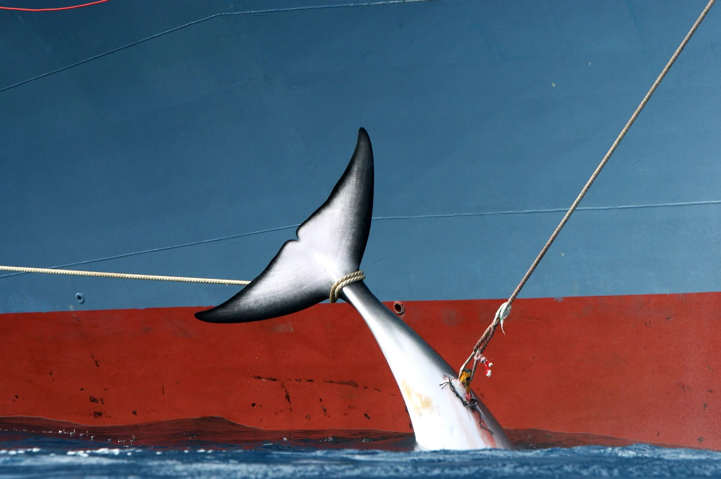 13-facts-about-whaling