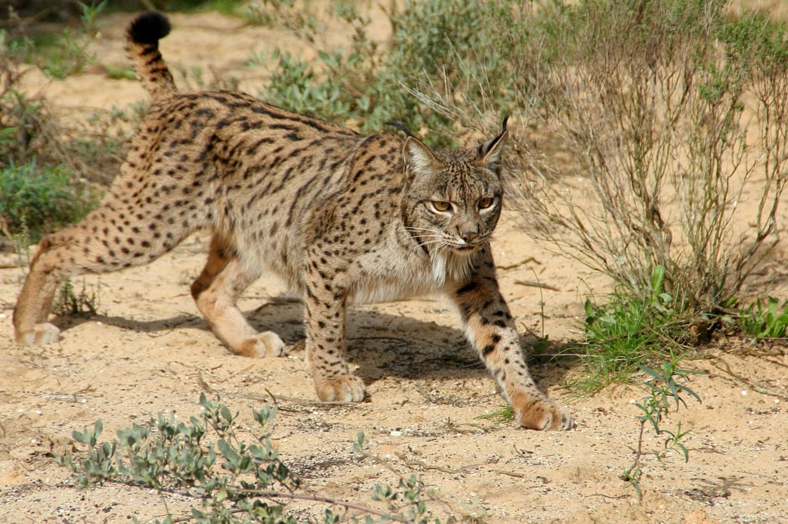 14-facts-about-iberian-lynx