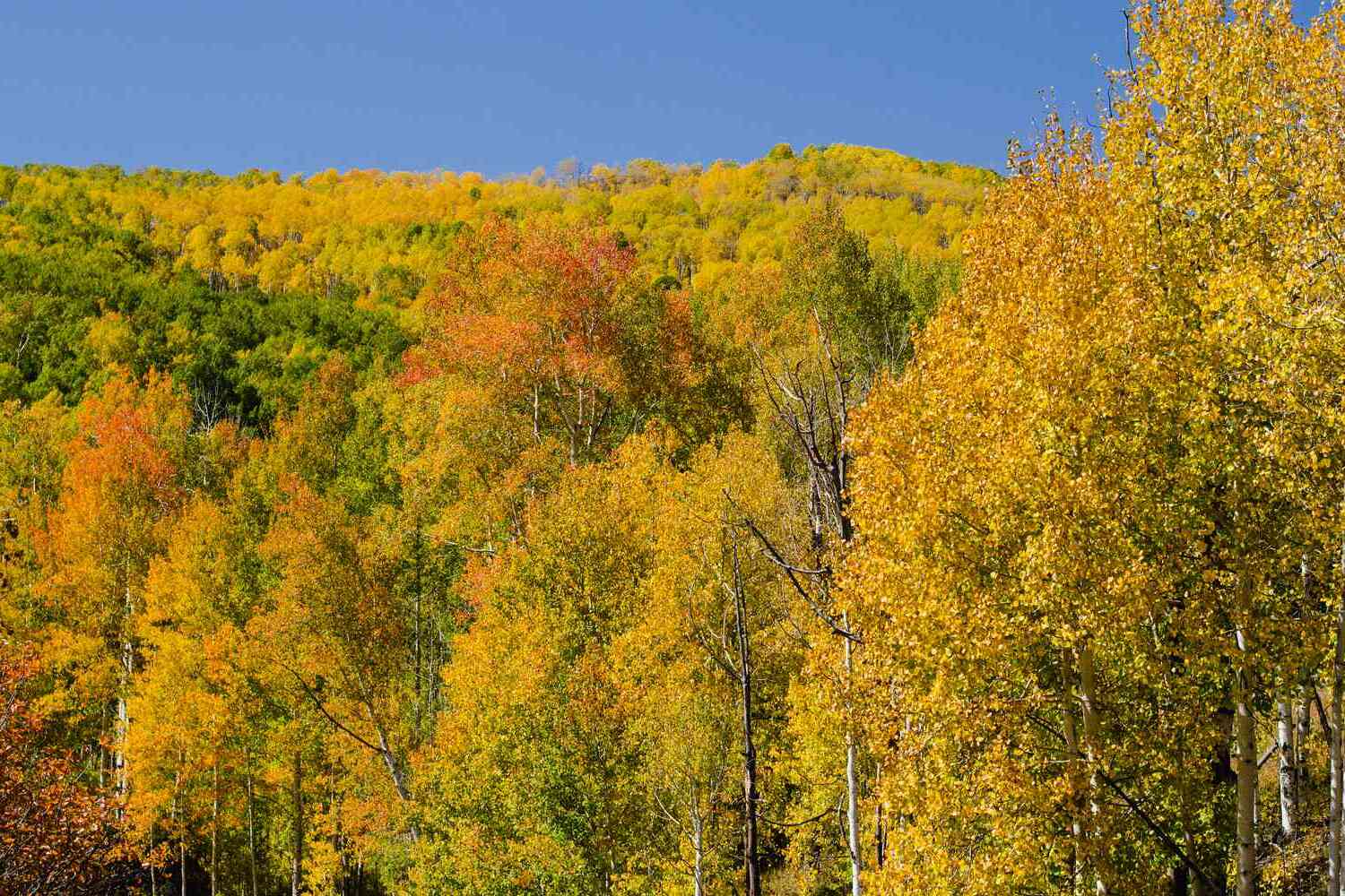 14-facts-about-quaking-aspen