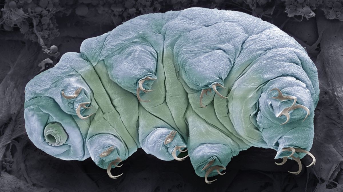 15-facts-about-are-tardigrades-immortal