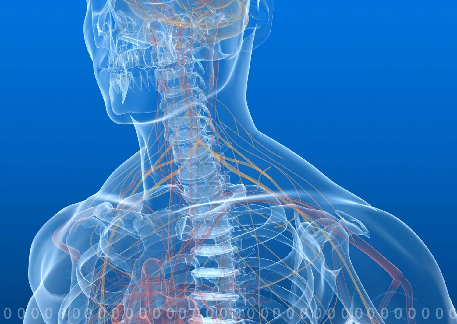 15-facts-about-thorax