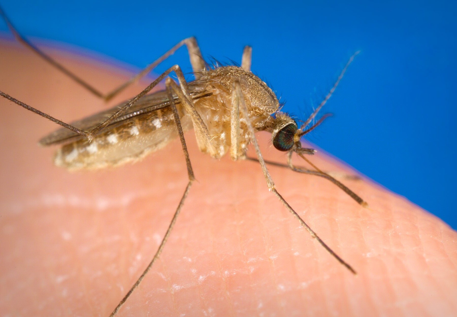 15-facts-about-west-nile-virus-symptoms