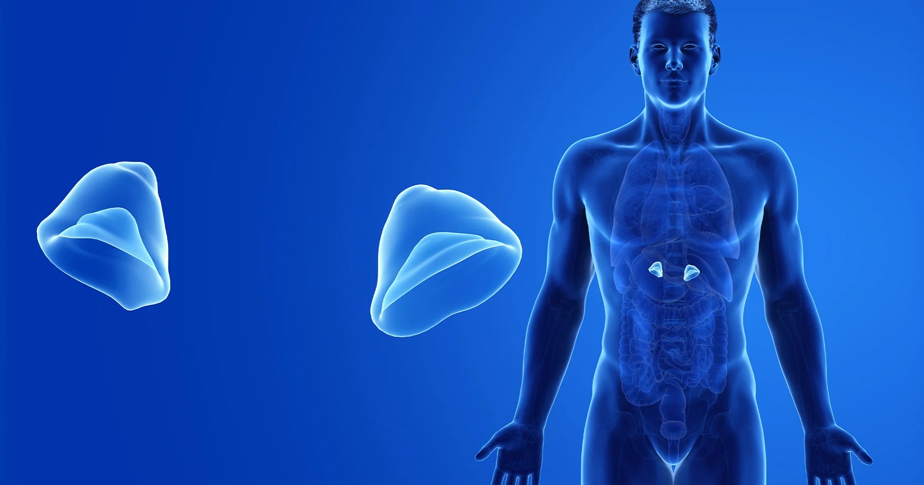 20-facts-about-adrenal-hypoplasia