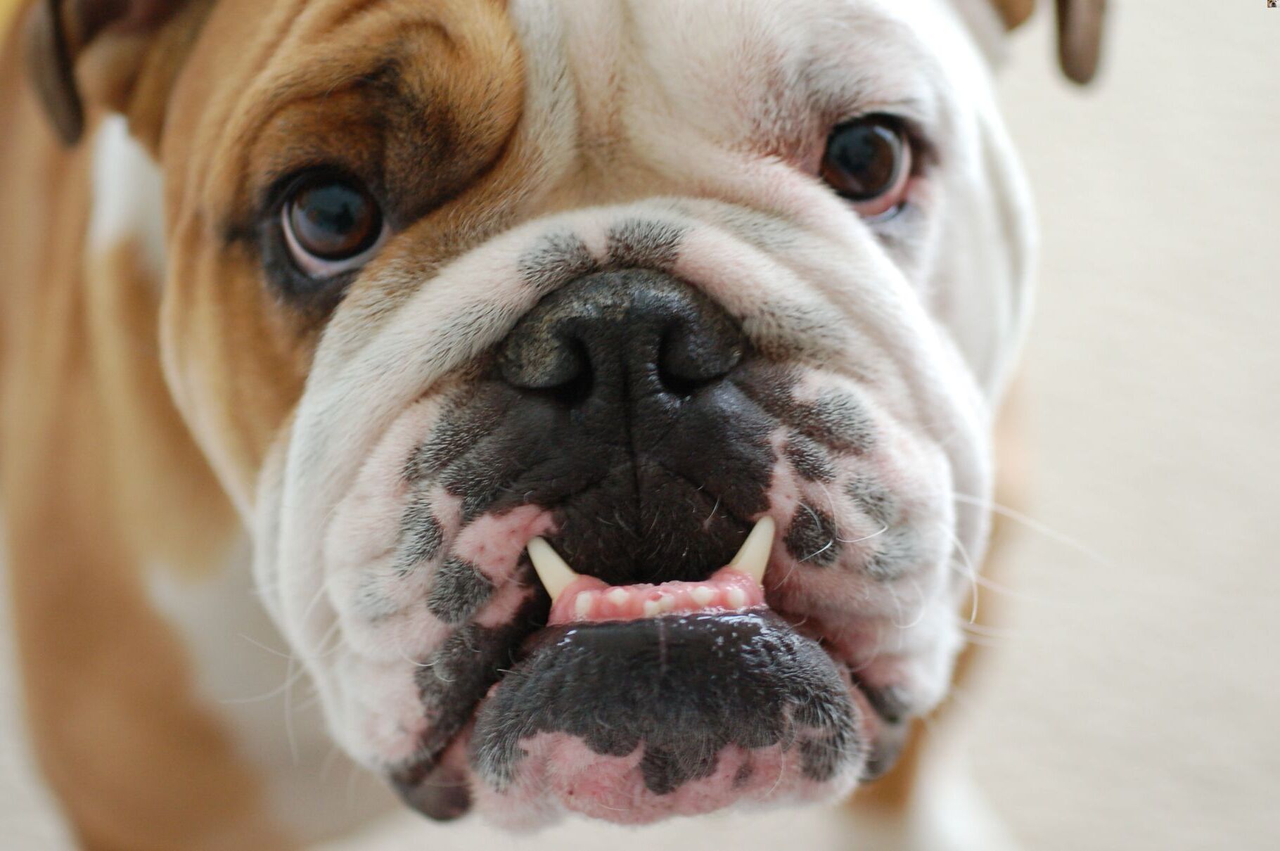 20-facts-about-brachycephalic-airway-obstructive-syndrome