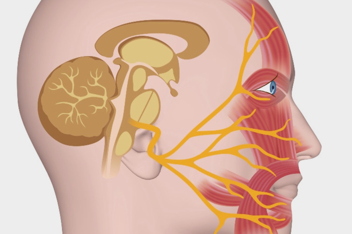 20-facts-about-jugular-foramen-syndrome