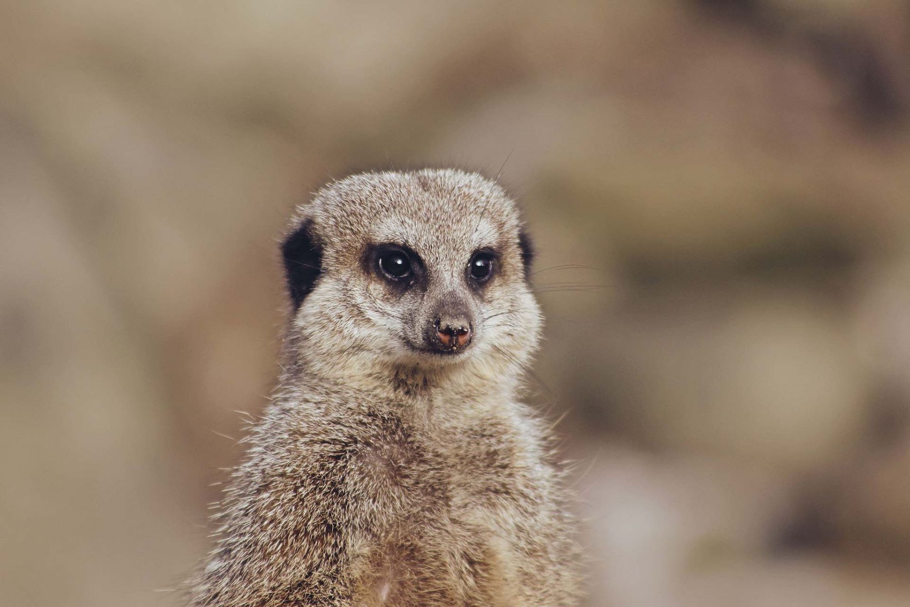 24-facts-about-parc-zoologique-de-champrepus