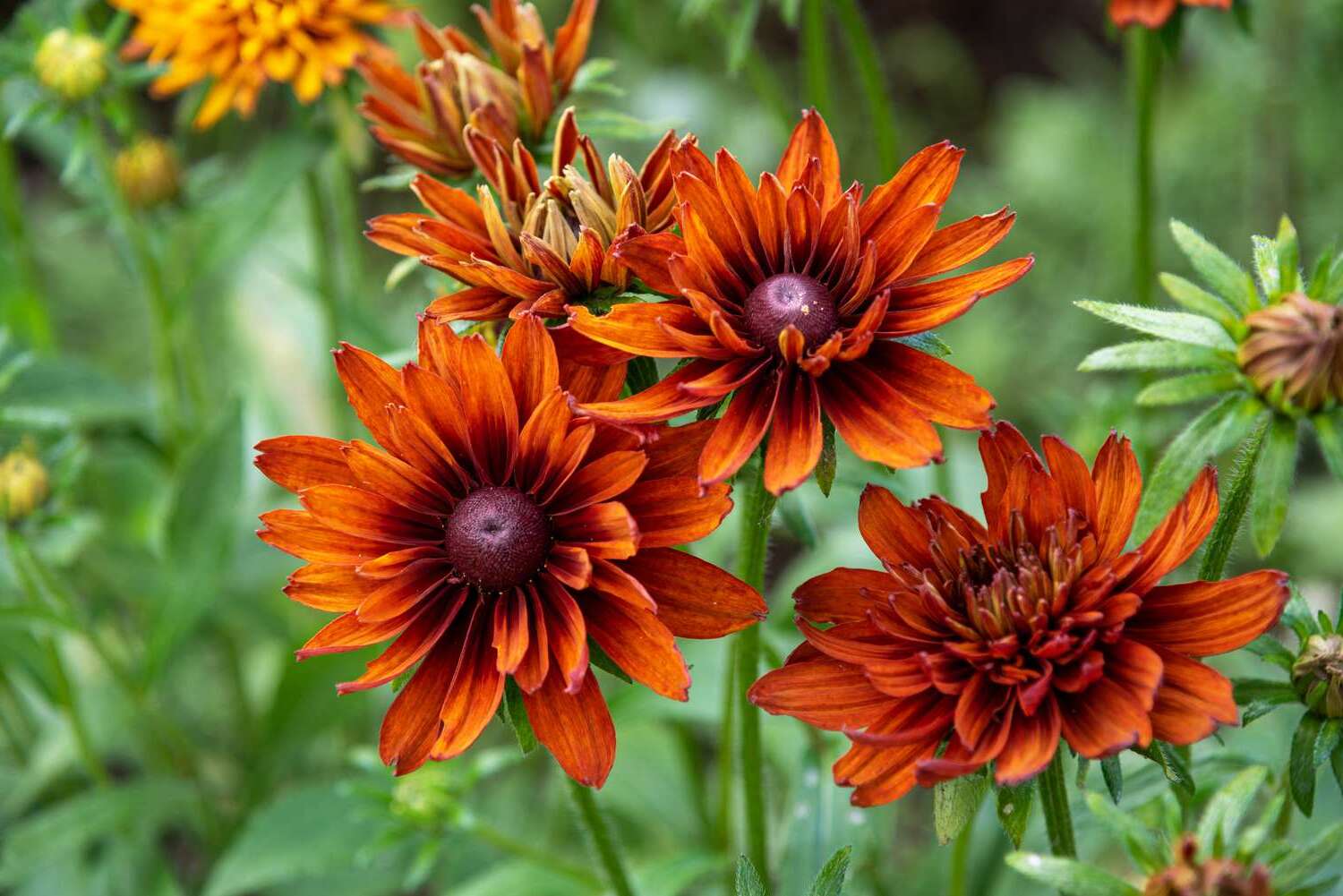 24-facts-about-rudbeckia