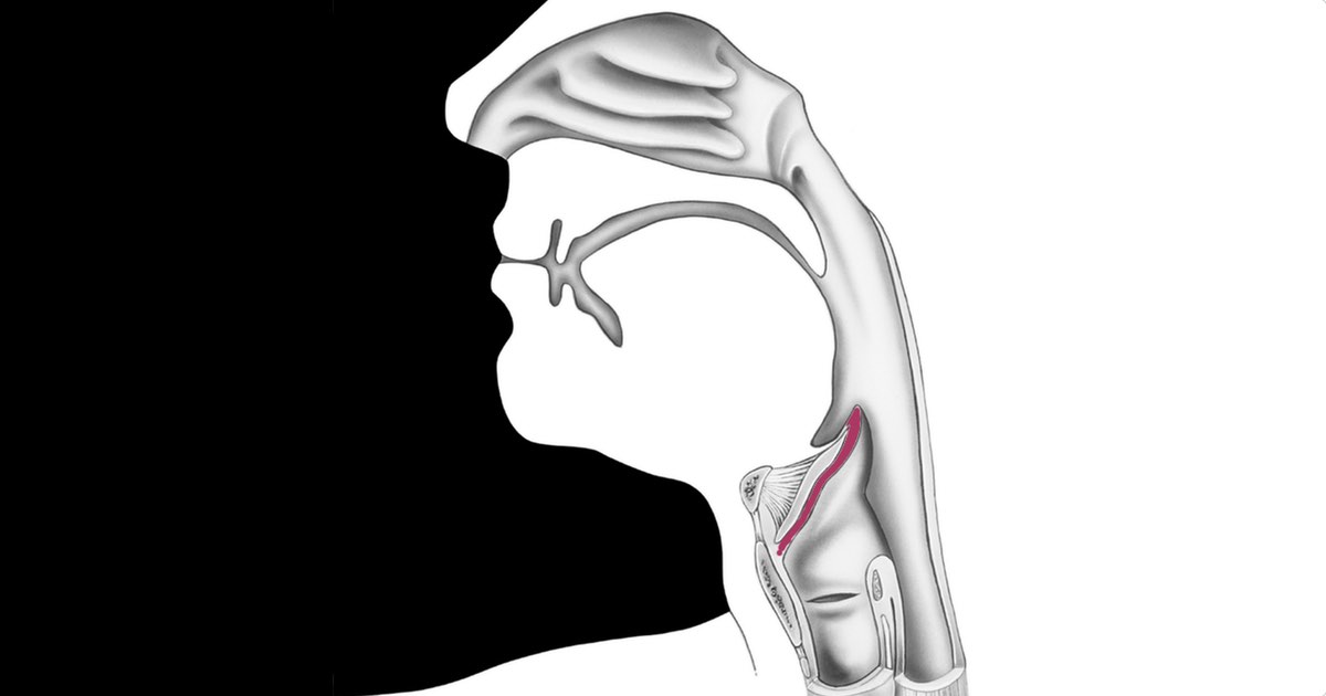 25-facts-about-epiglottis