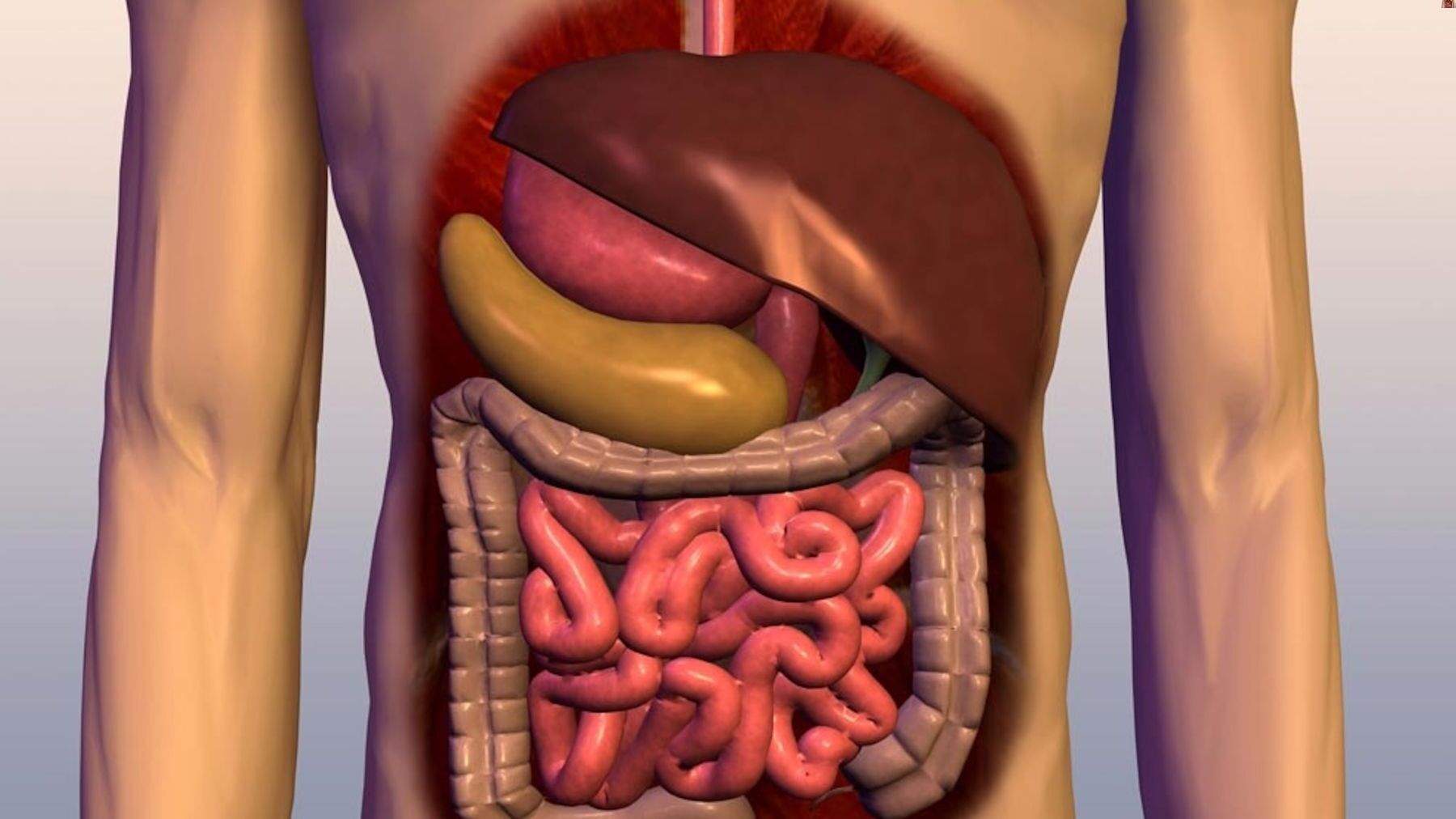 25-facts-about-human-digestive-system