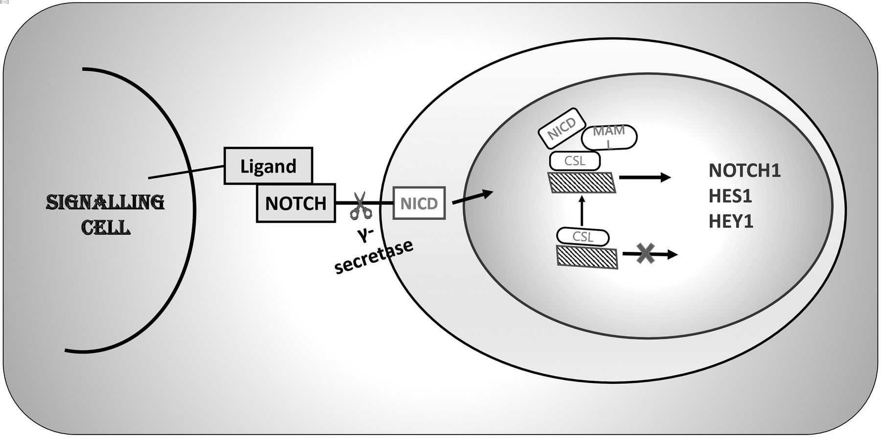 25-facts-about-notch-signaling-pathway