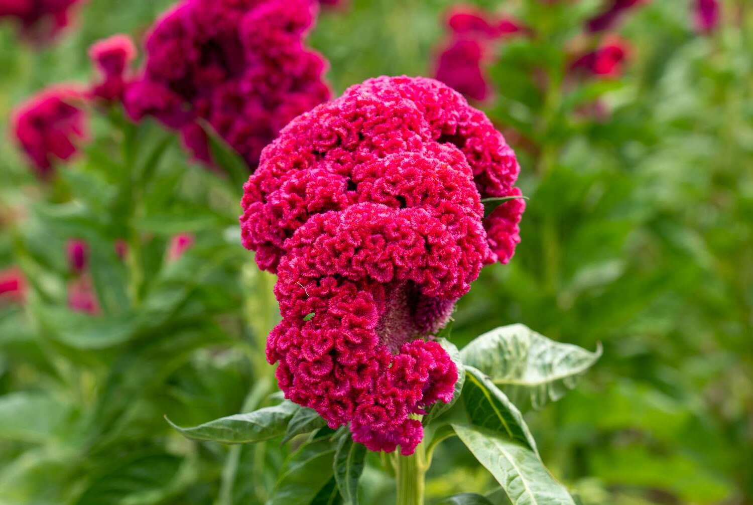 28-facts-about-celosia