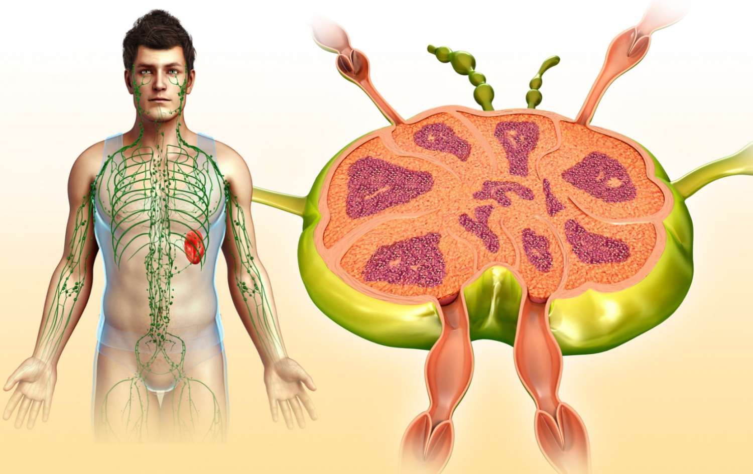 29-facts-about-lymph-nodules