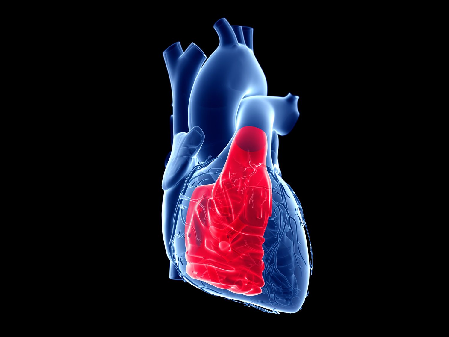 29-facts-about-ventricles-left-and-right