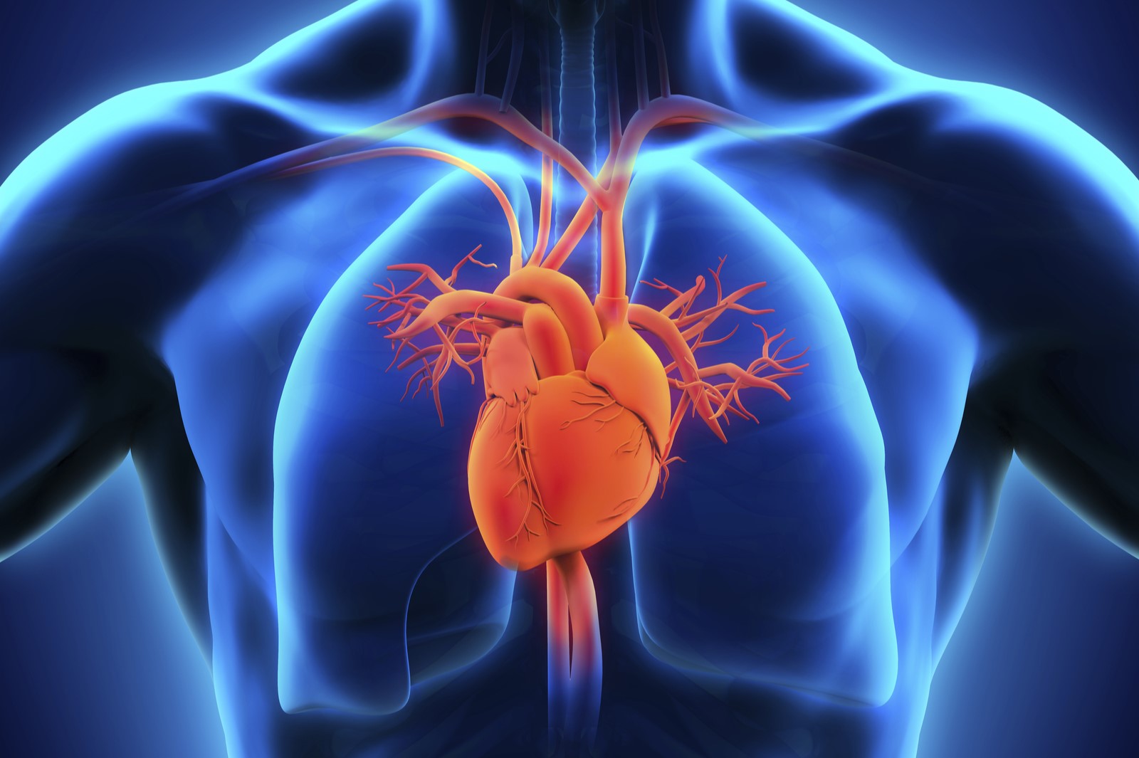 30-facts-about-athletic-heart-syndrome